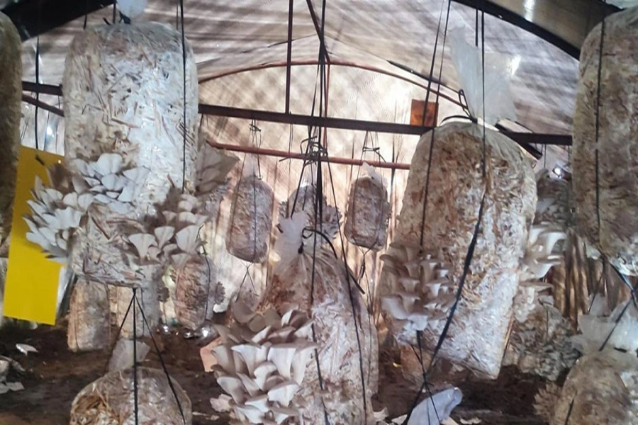 Mushroom -1767147428.webp